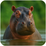 the-hippo.png