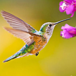the-hummingbird.png