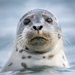 the-seal.png